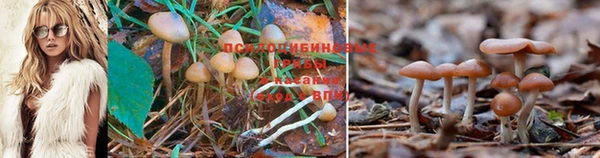 эйфоретик Аркадак
